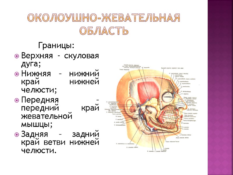 Околоушно-жевательная область Границы: Верхняя - скуловая дуга; Нижняя – нижний край нижней челюсти; Передняя Околоушно-жевательная область Границы: Верхняя - скуловая дуга; Нижняя – нижний край нижней челюсти; Передняя